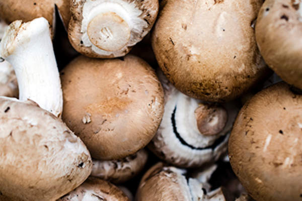 Himematsutake蘑菇。