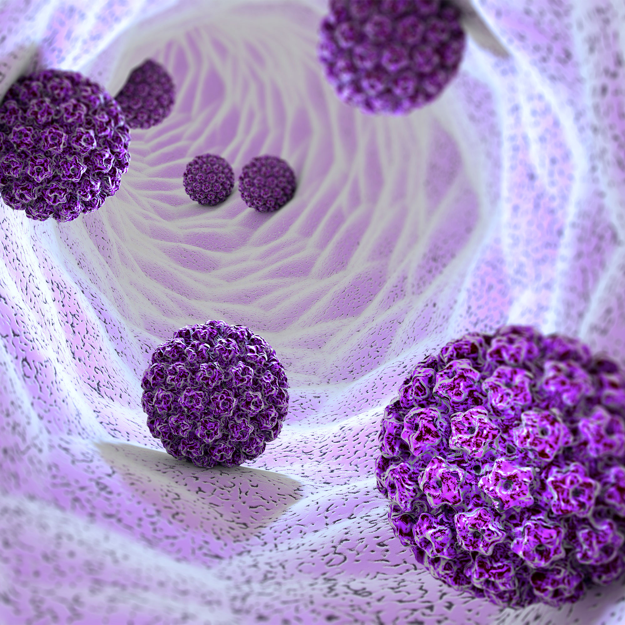 人乳头瘤病毒三维呈现