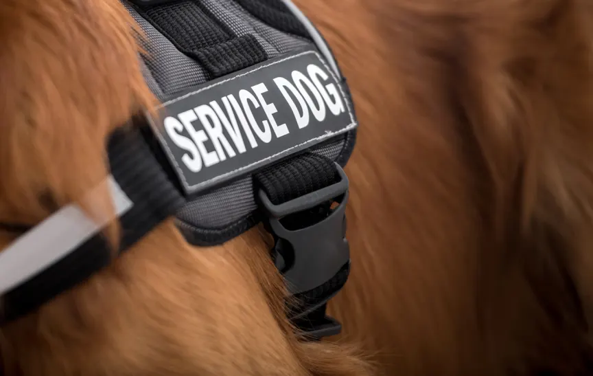 Service dog.