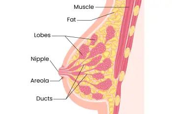 Human breast anatomy diagram. Vector flat medical illustration