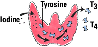 Interpretation of Thyroid Tests
