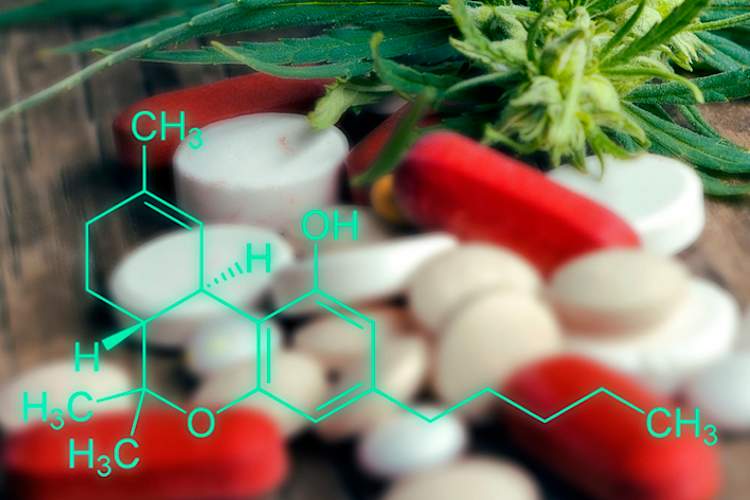 医用大麻,大麻。