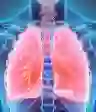人类肺部的3D插图