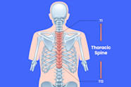 Thoracic Vertebrae Thoracic Vertebrae Assignment Point Thoracic Vertebrae Thoracic Vertebrae Assignment Point