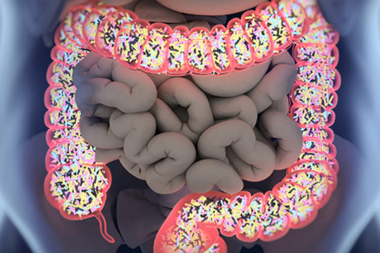 肠道大肠里面的细菌。