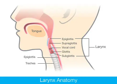 喉咙解剖模型。
