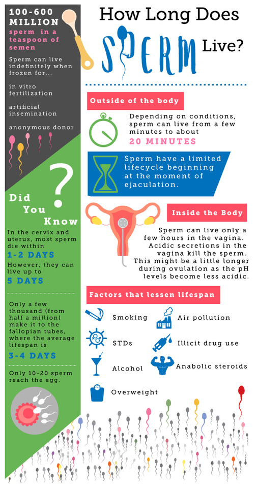 How Long Does Sperm Live Outside the Body Sexual Health