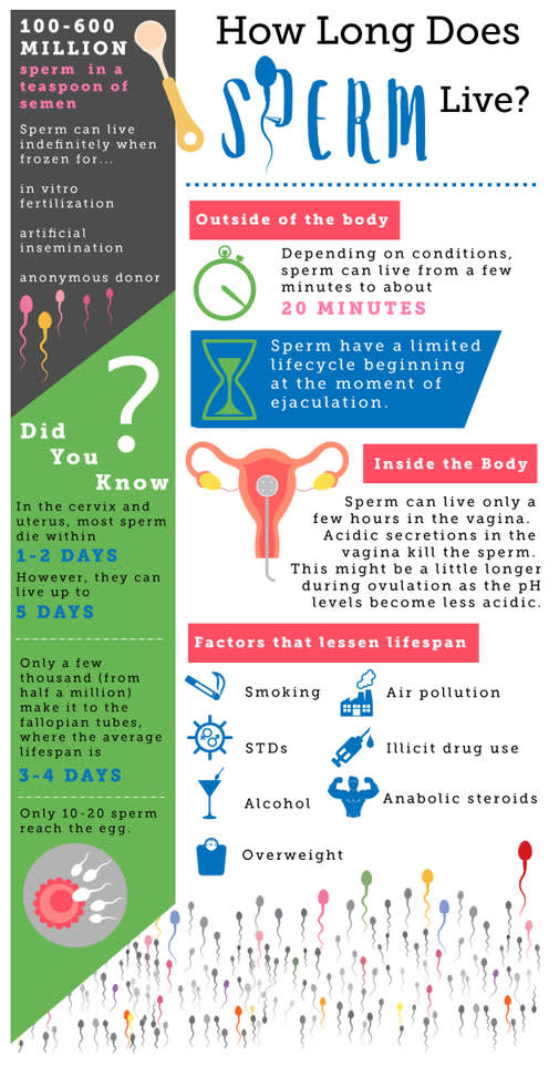 How Long Does Sperm Live Outside The Body Sexual Health