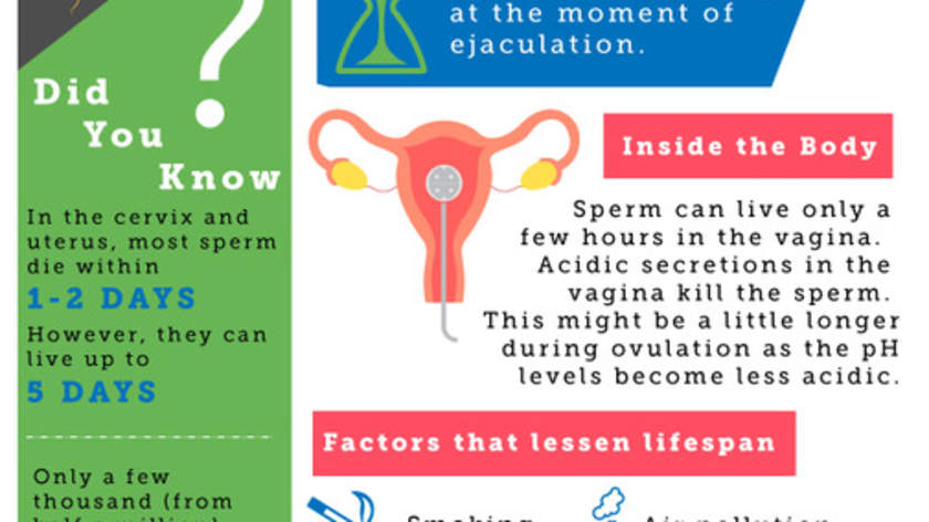 How Long Does Sperm Live Outside The Body Sexual Health