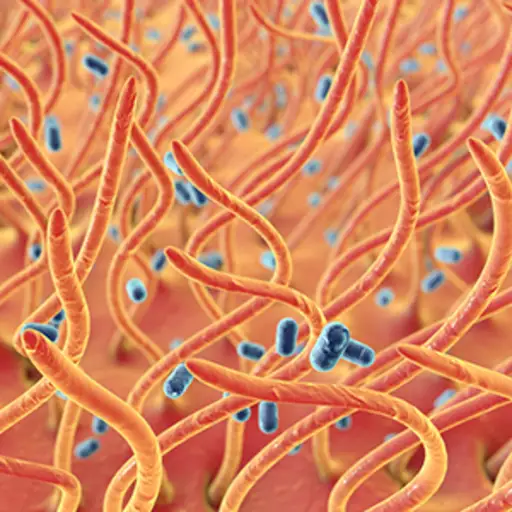 纤毛可以抵抗细菌