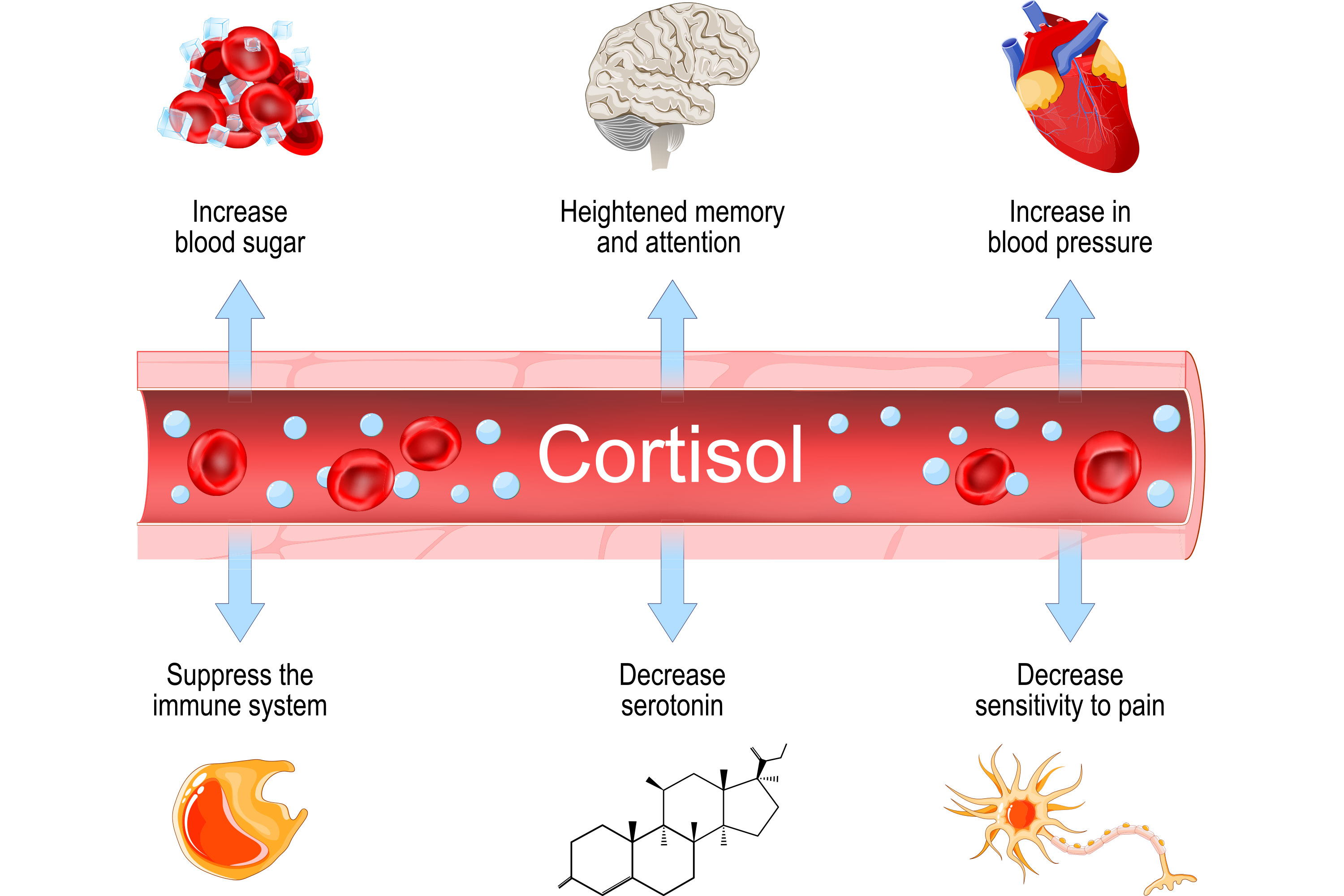 Cortisol What It Is and How It Affects Your Health