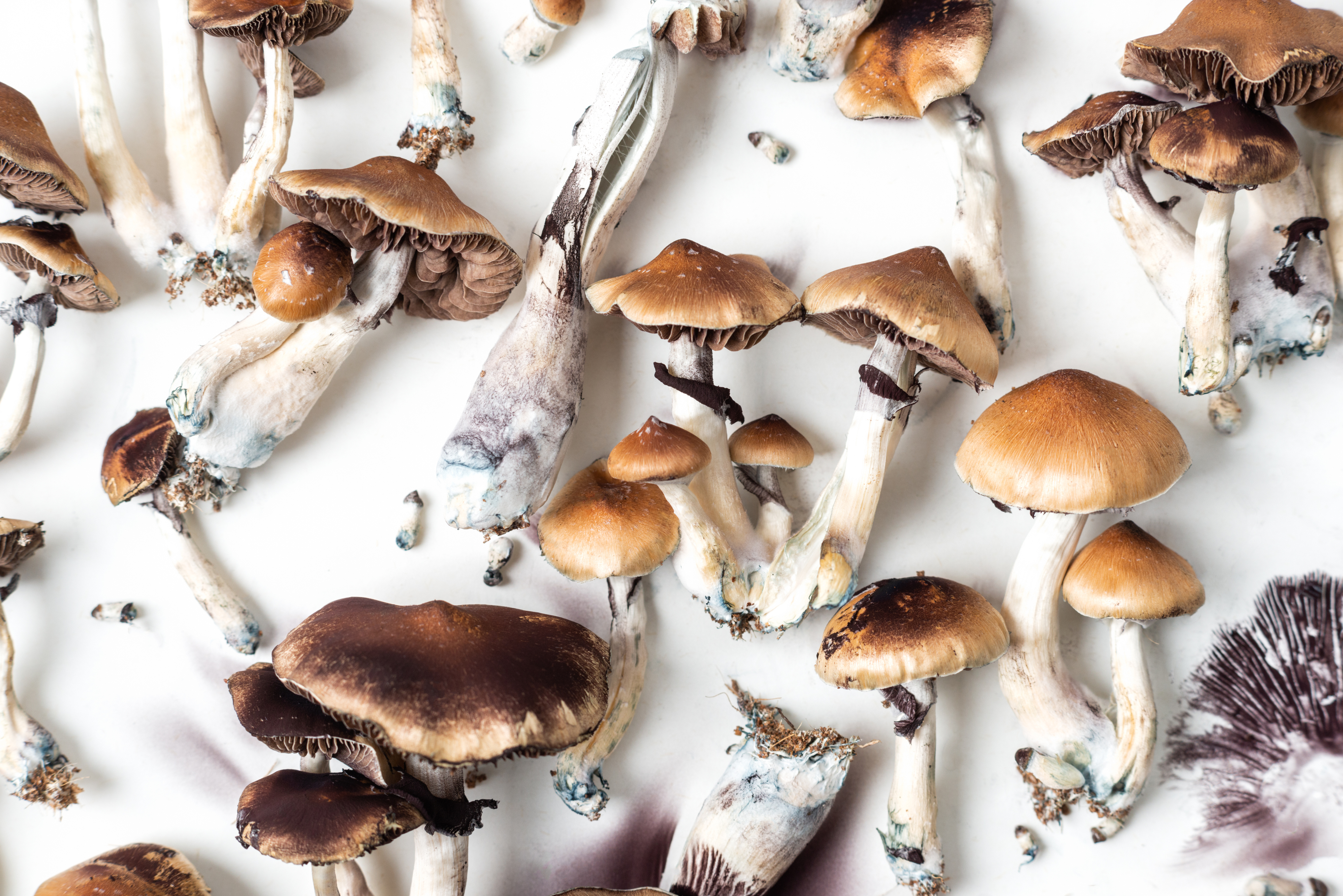 Psilocybin Therapy for Chronic Pain: One Man's Story