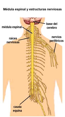 anatomia del nervio periferico