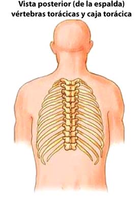 Qué es la columna vertebral y cuántos huesos tiene?