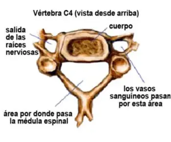 C4 (cervical, cuello) vértebra