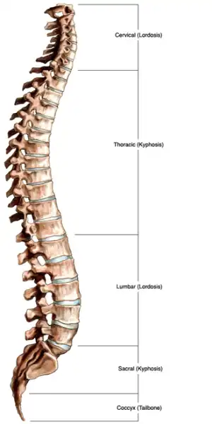 lumbar vertebrae anatomy lateral