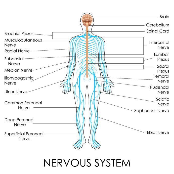 map of nerves in human body