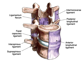posterior longitudinal ligament cadaver