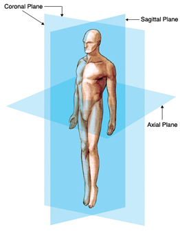 anatomical planes
