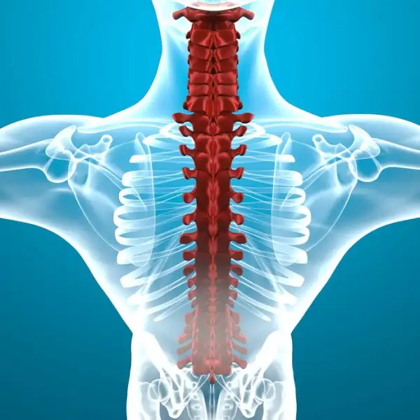 Anatomía de la columna vertebral