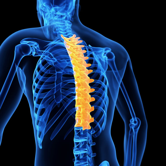 The Thoracic Spine: Anatomy, Function, and Common Injuries - Spine Center  of Texas