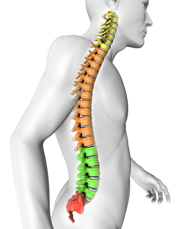 La columna vertebral - Anatomía y patología - 1001811 - VR3152L - Skeletal  System - 3B Scientific