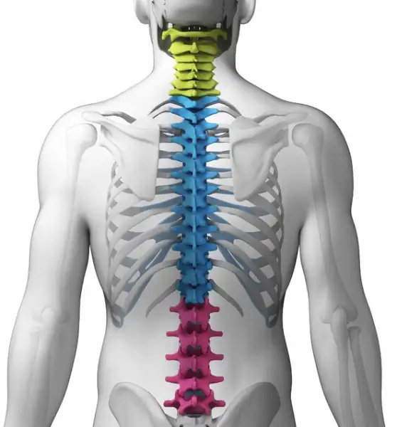 Spinal Bracing: A Treatment Option for Spinal Fractures