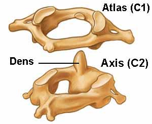 atlas vertebrae labeled
