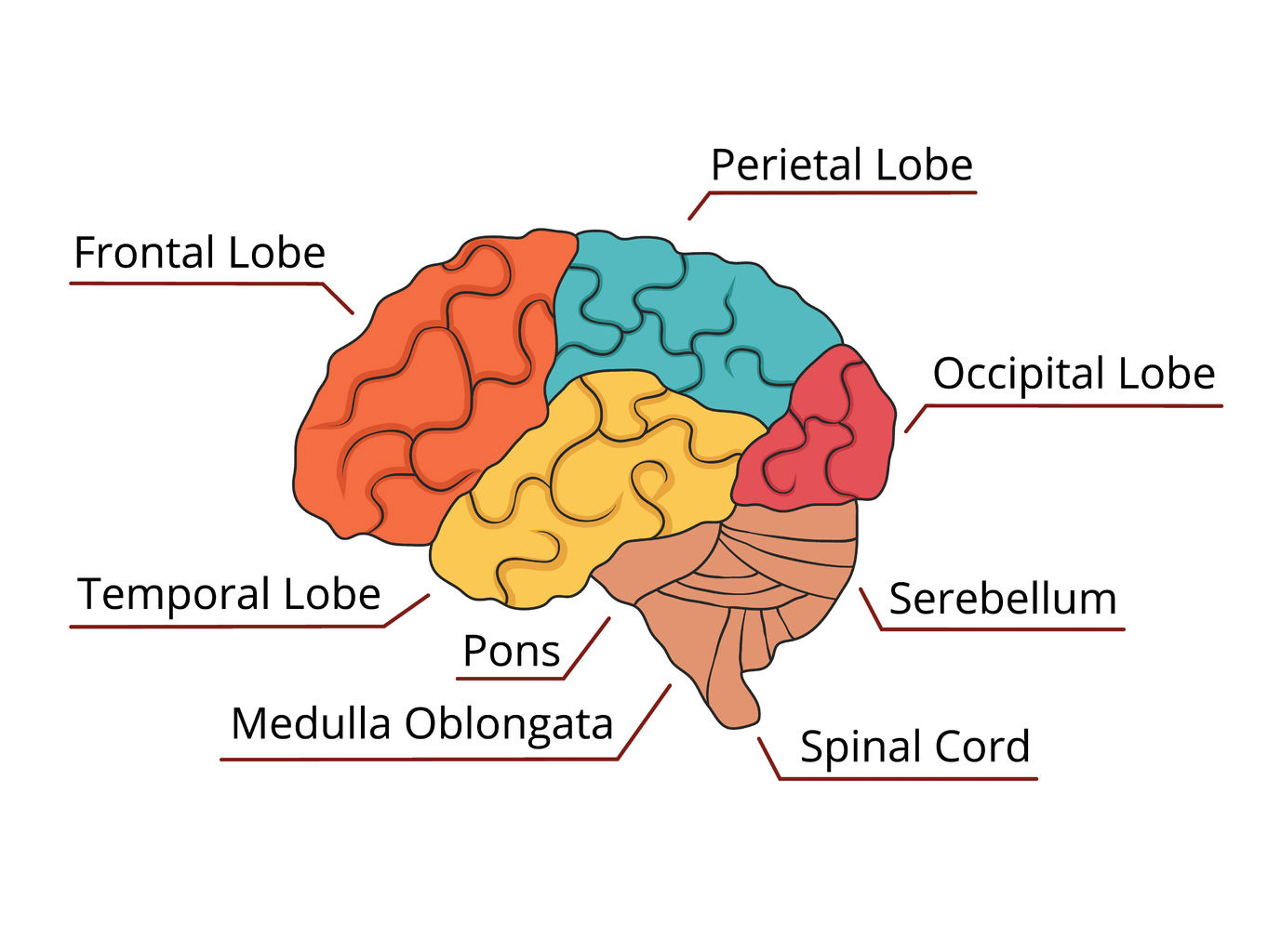 Spinal Cord Injury Classification and Syndromes