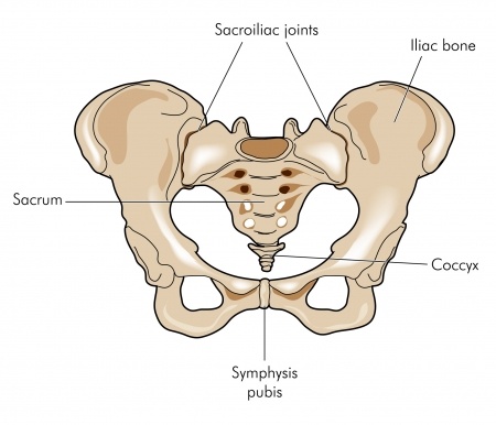 Healthy Street - WHAT'S UNDER THE SACRUM? The sacrum is a large