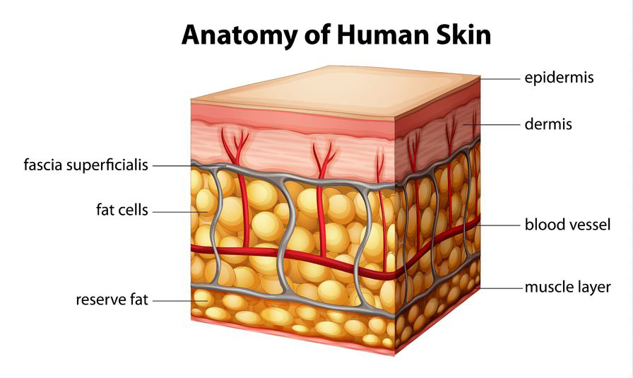 https://images.ctfassets.net/yixw23k2v6vo/spu_wysiwyg_fid30568_asset/3c2b9e9190a8f0f91859d7a797ad50ea/skin_anatomy20185299_M.jpg