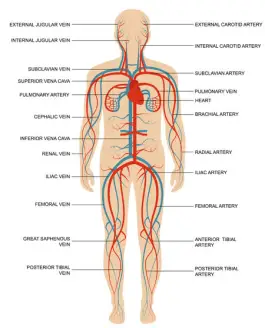 arteries and veins diagram