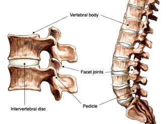 Discos de la columna vertebral