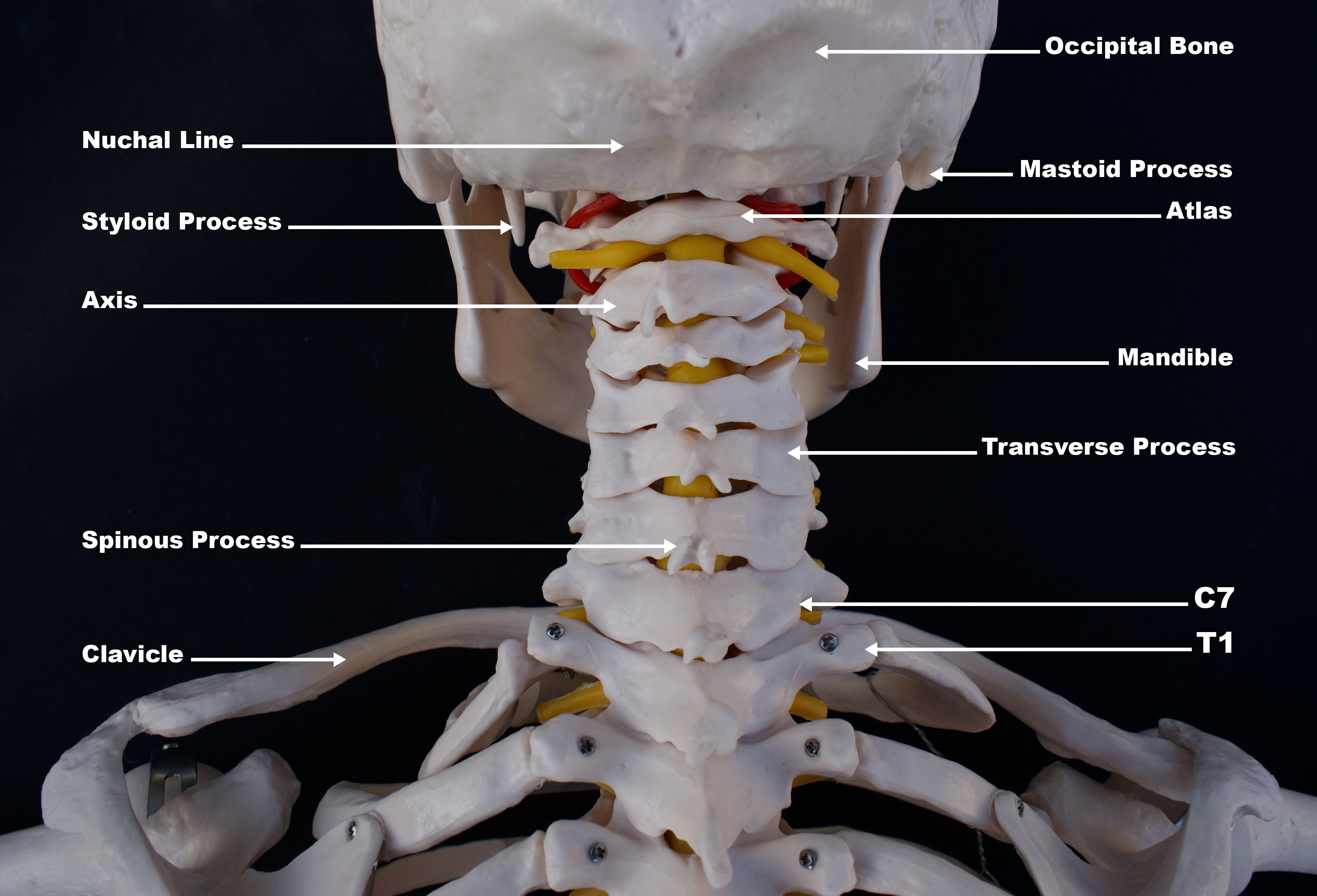anatomical neck