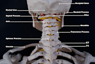 Neck Bone Anatomy
