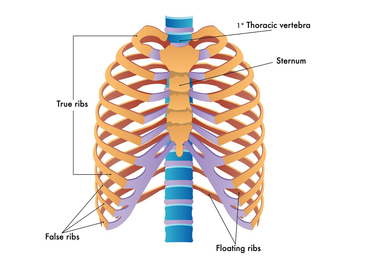 organs under ribs