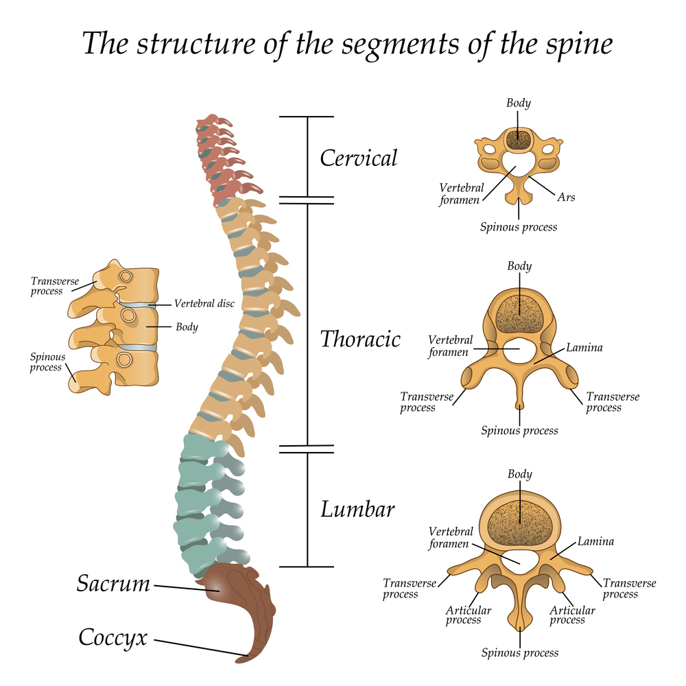 Lumbar Spine: Understanding Its Structure and Function
