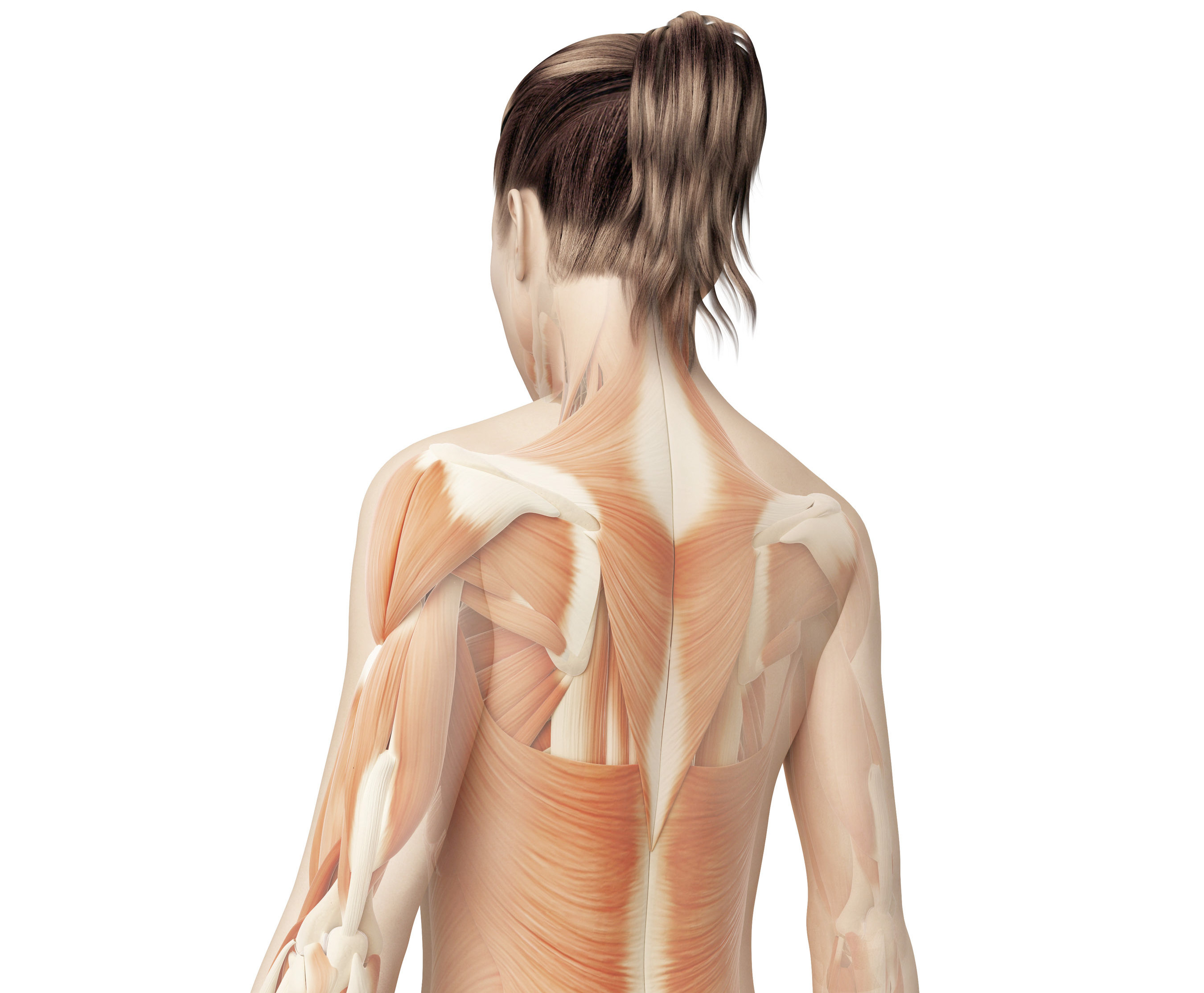 Muscles Move and Support the Spine