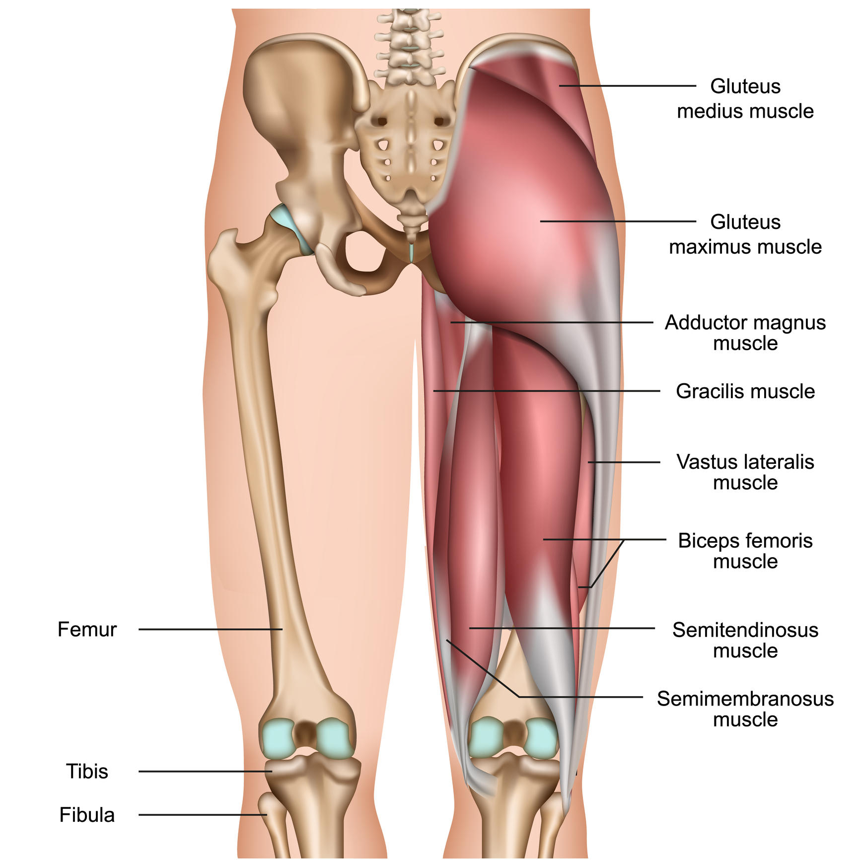 https://images.ctfassets.net/yixw23k2v6vo/spu_wysiwyg_fid42798_asset/bc91ee56132c25f1f3cf27fd656a10ba/hamstring_muscles_thigh_iStock-1143678513.jpg