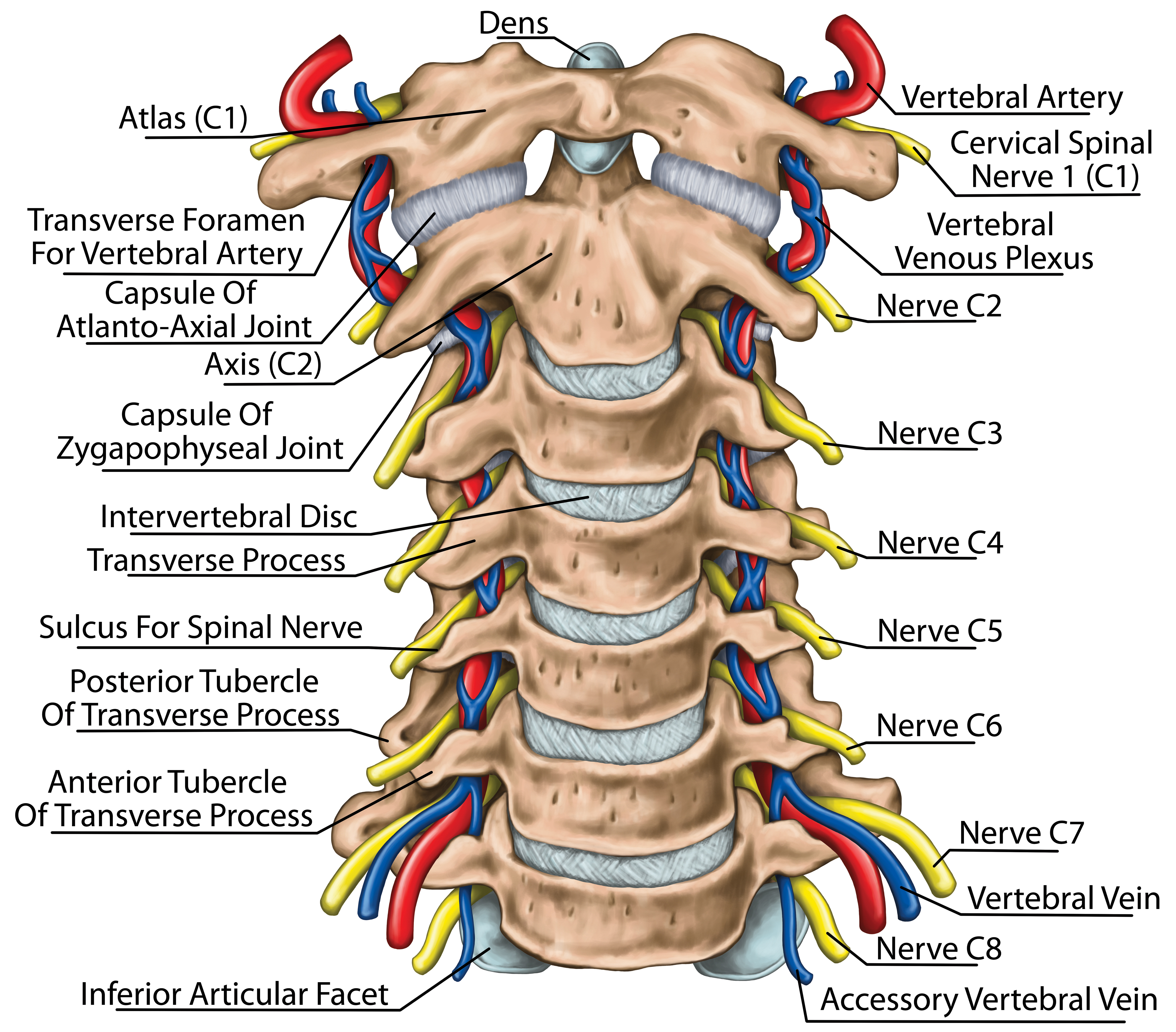 Neck/Cervical Spine 
