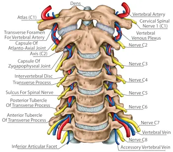 detailed illustration of cervical spine anatomy