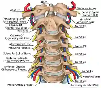 Cervical Spine Fusion C3-C5 ACDF – Stock Trial Exhibits