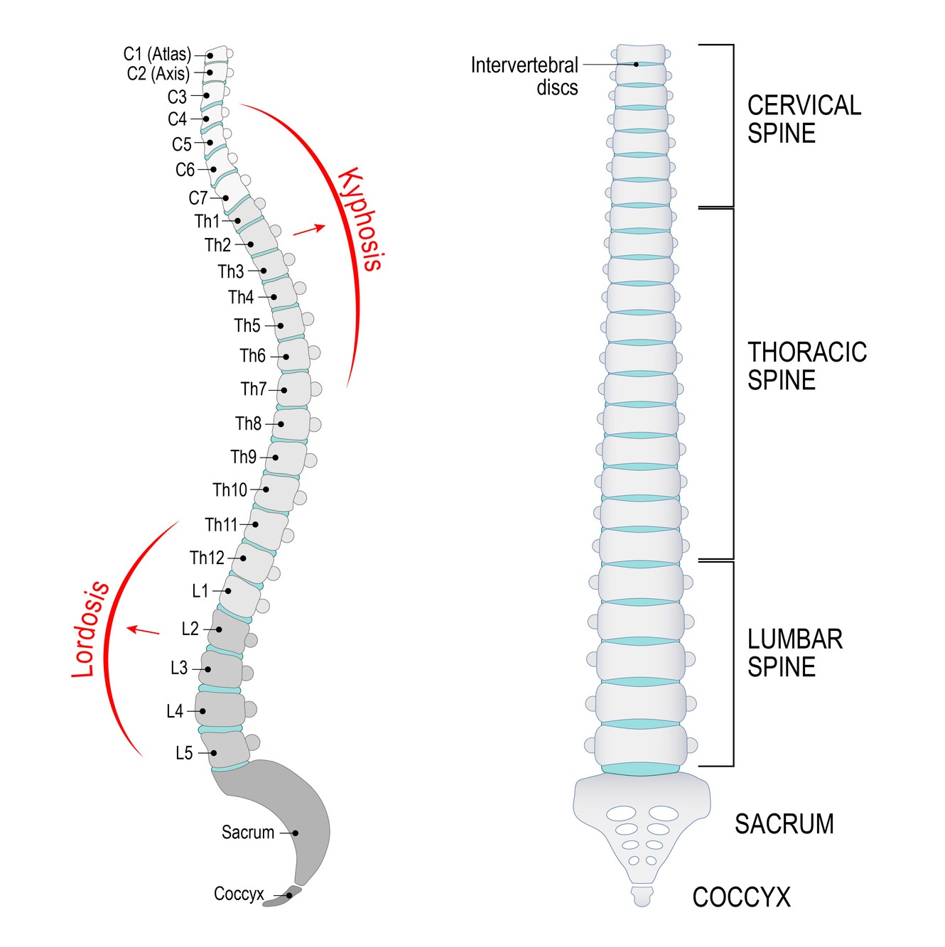 Sacral Spine Anatomy