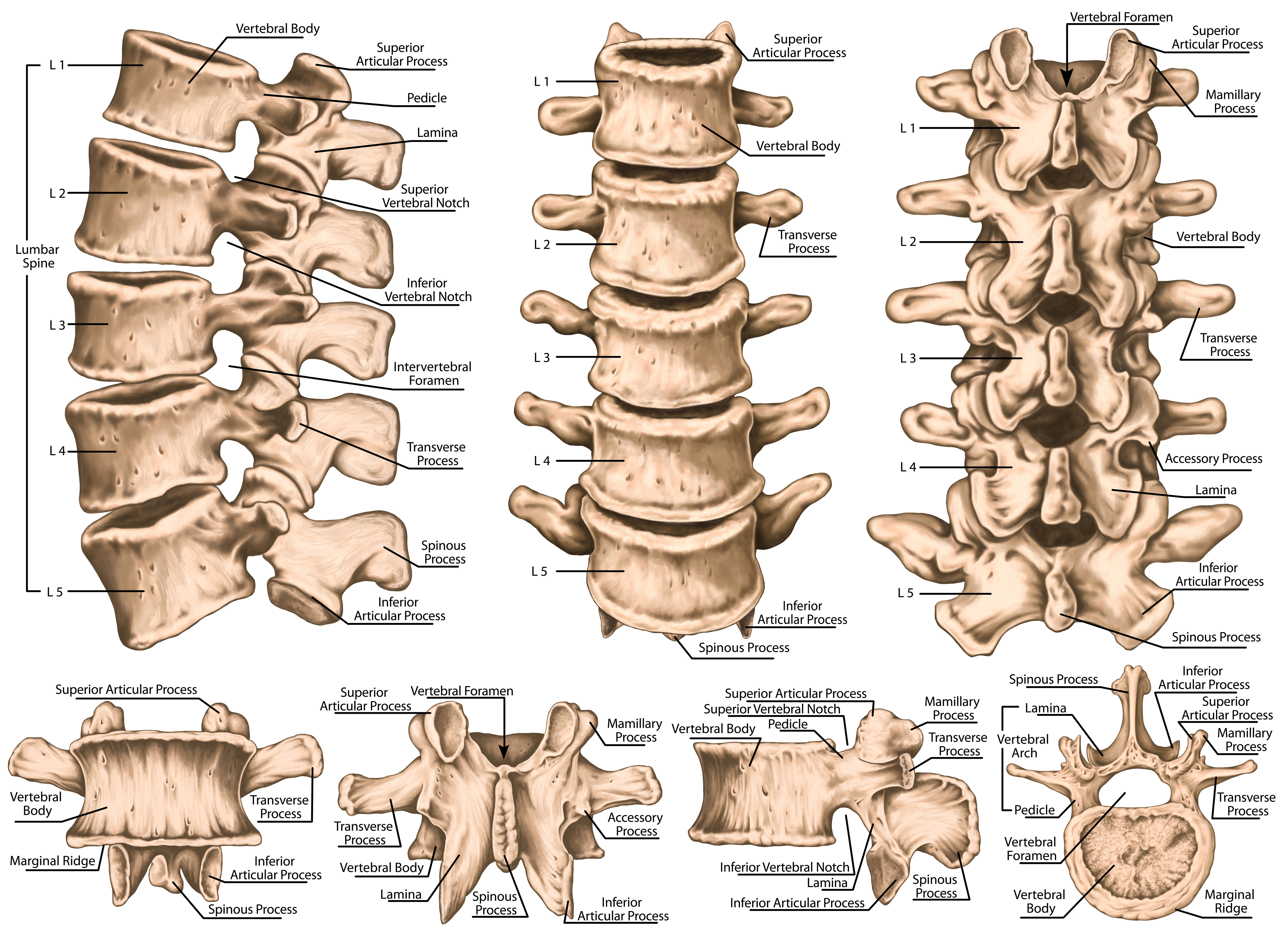 vertebral column numbered