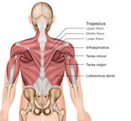 Types Of Upper Back Pain With Pictures Infoupdate