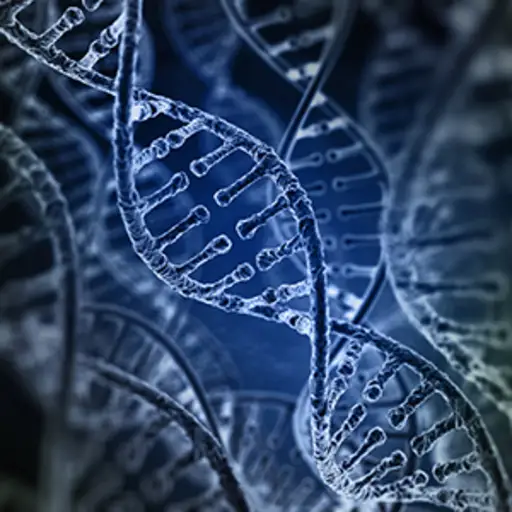 DNA的螺旋链。