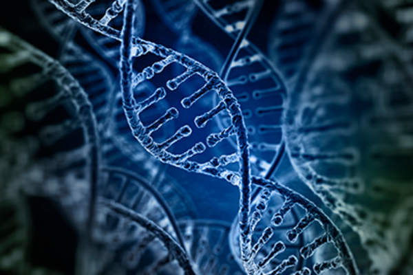 螺旋状的DNA链。