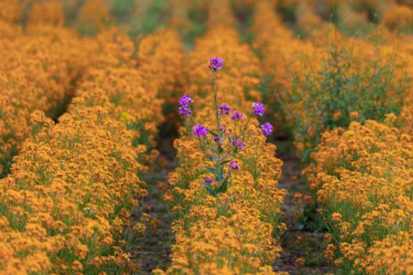 黄色的花朵一个高大的紫色花伸出