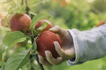 女人从树上摘苹果。