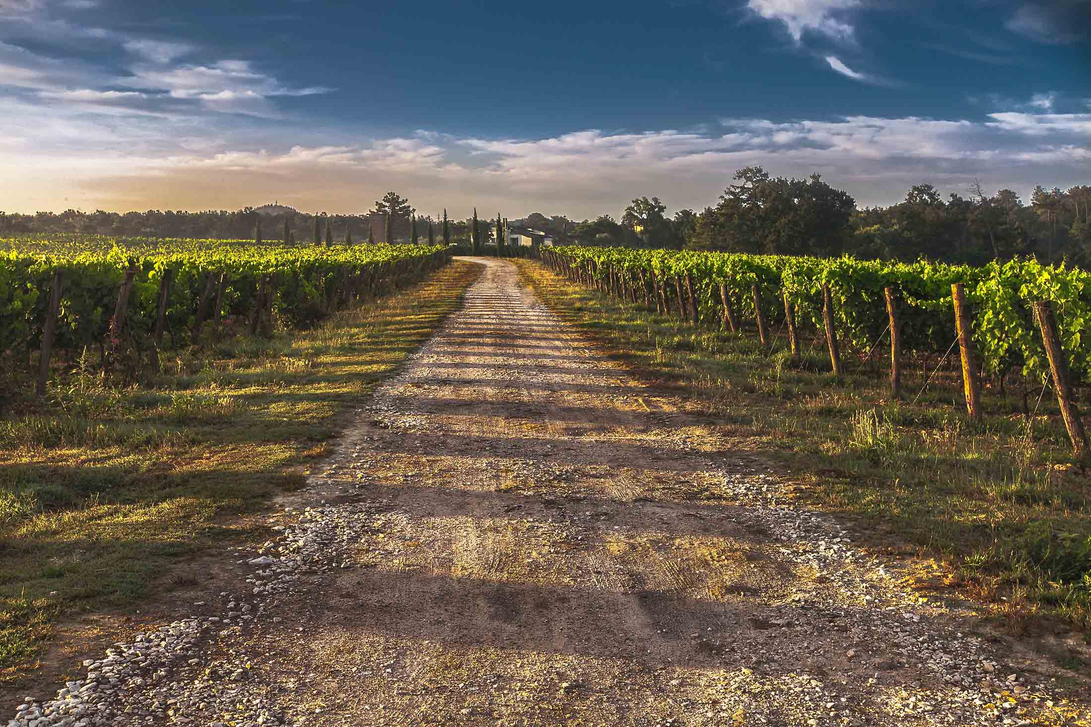 2.country-lane-tuscany-italy-428039